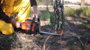 Reliable Columbus, OH Tree Care Solutions