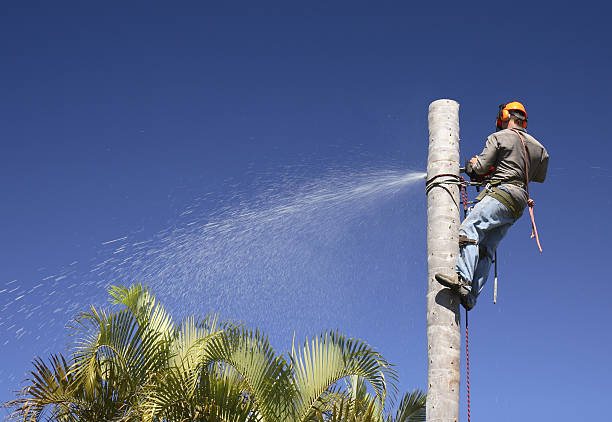 Best Leaf Removal  in Columbus, OH