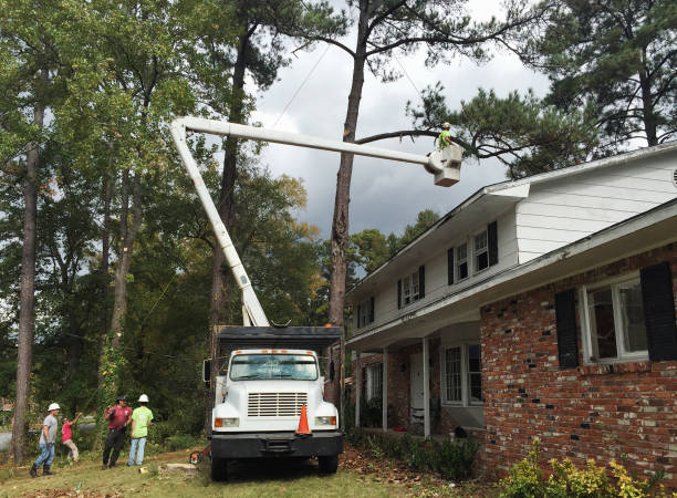 Best Palm Tree Trimming  in Columbus, OH