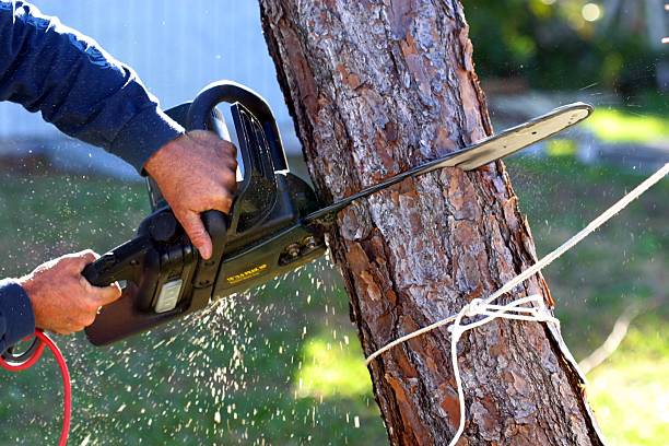 How Our Tree Care Process Works  in  Columbus, OH