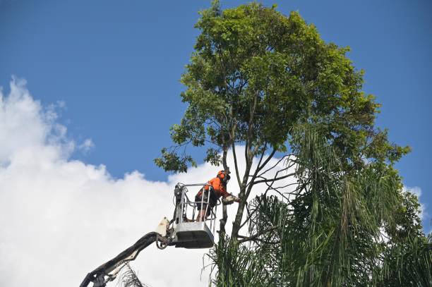 How Our Tree Care Process Works  in  Columbus, OH