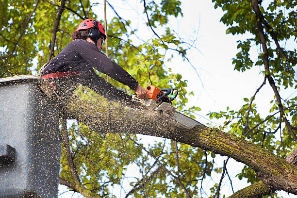 Best Tree Risk Assessment  in Columbus, OH