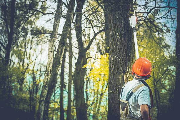 Best Commercial Tree Services  in Columbus, OH