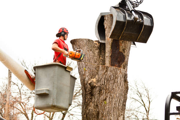 Best Tree Trimming and Pruning  in Columbus, OH