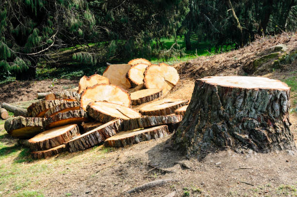 Best Utility Line Clearance  in Columbus, OH